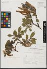 Foto von Salix hastata L.